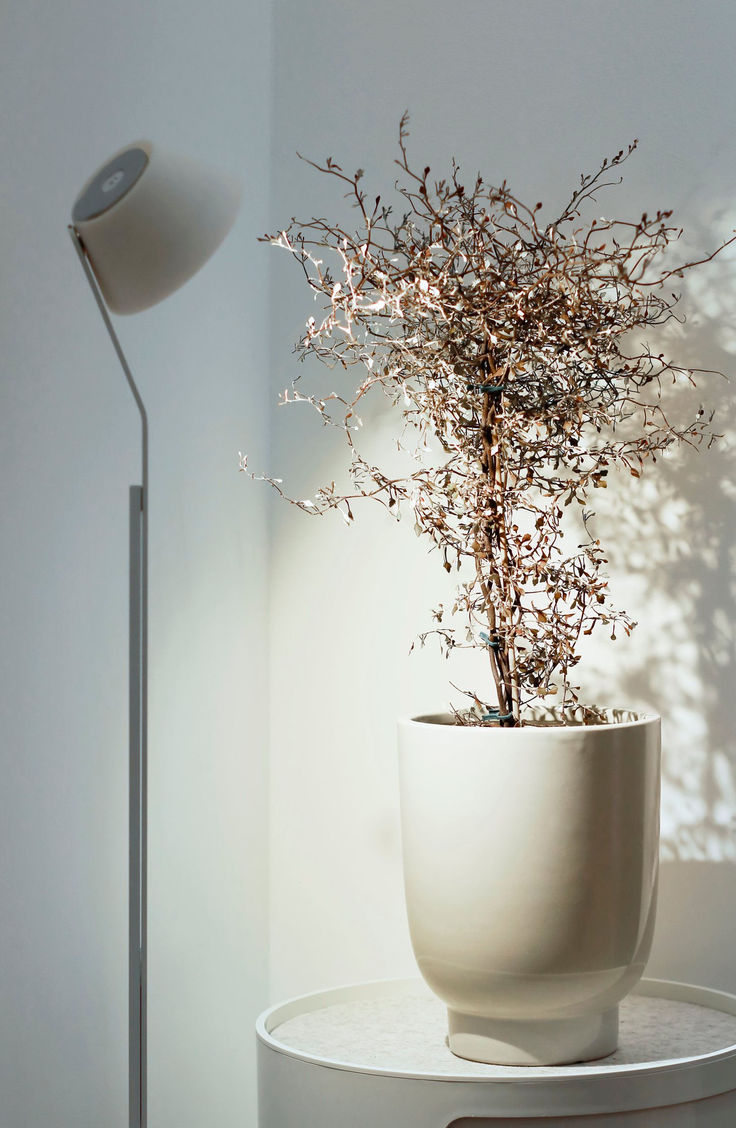 Showroom Bäckergasse